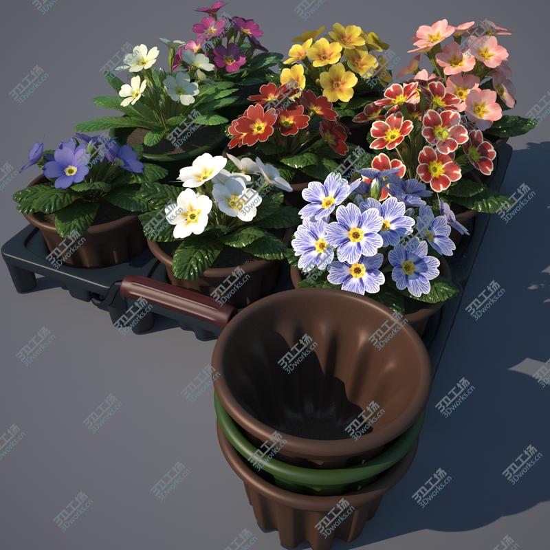 images/goods_img/2021040162/Common Primroses in Pots and Crate/4.jpg